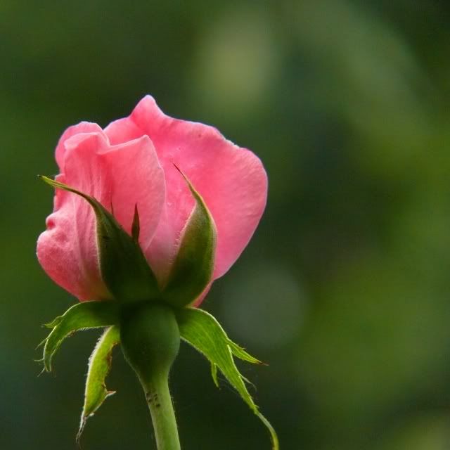 Rosa de color rosado, sola