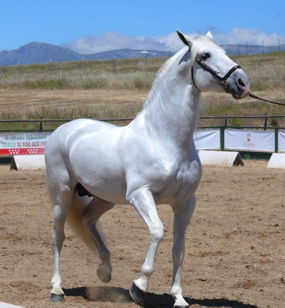caballo de pura raza española
