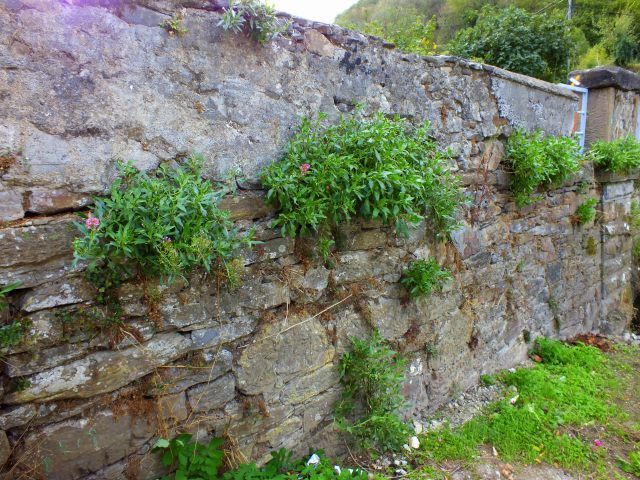 Hierbas y plantas saliendo de una pared