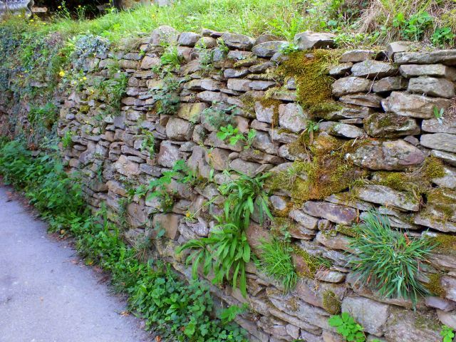 vegetación saliendo entre las piedras de un muro