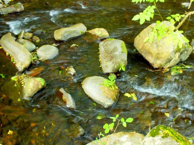 piedras con plantas en el agua