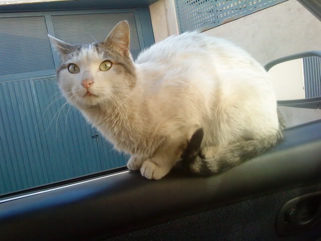 un gato sobre la puerta del auto