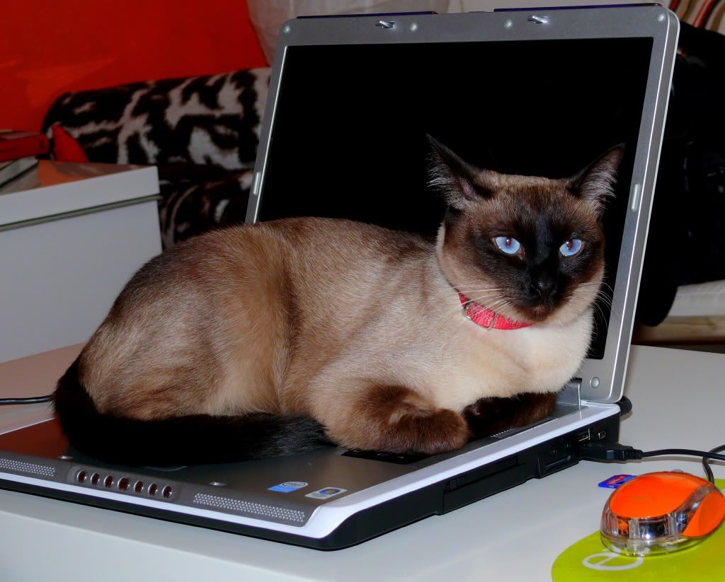 Aiko, gata siamesa echada sobre el teclado de la laptop