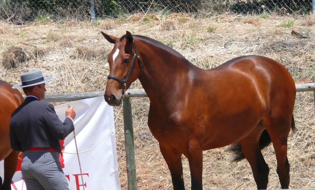concurso caballos de pura raza española