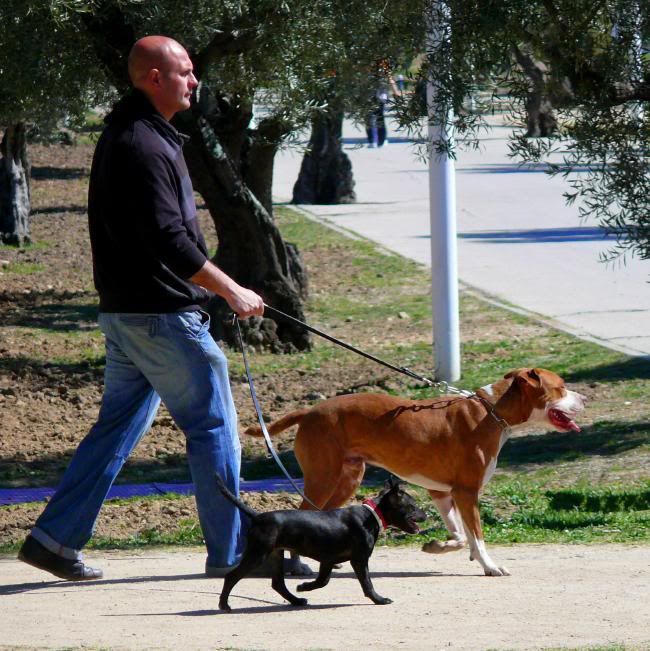 hombre paseando a dos perros