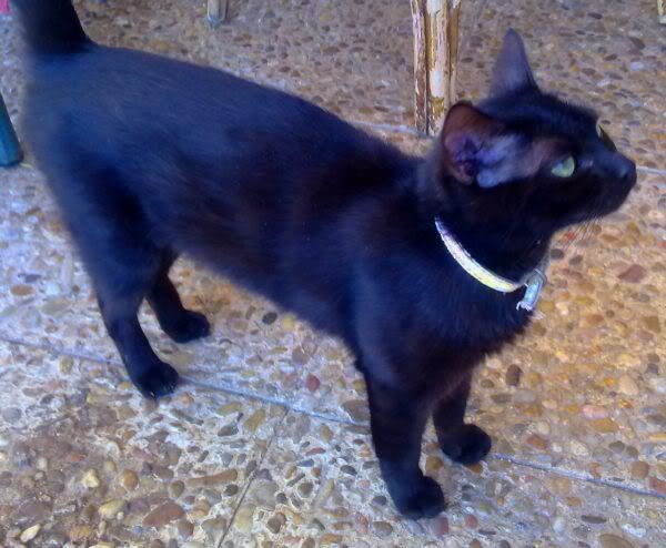 Una gata negra de nombre Nuka