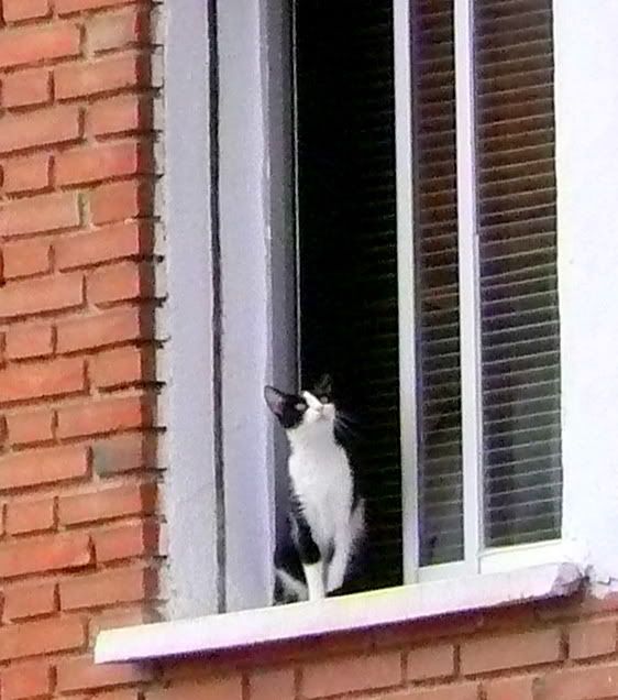 un gato en la ventana