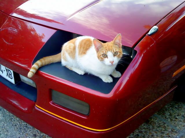 Un gato sobre un auto