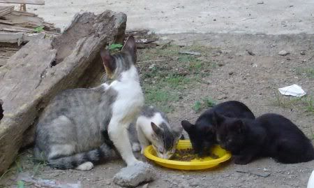 una gata callejerca comiendo con sus cachorros