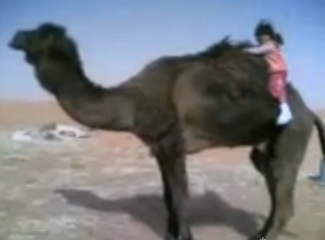 niña subiéndose a un camello