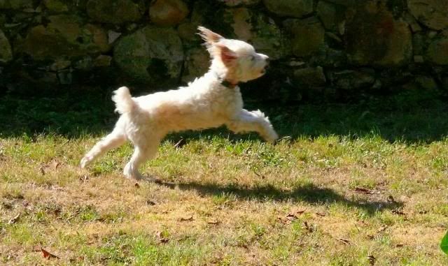 perro french poodle corriendo