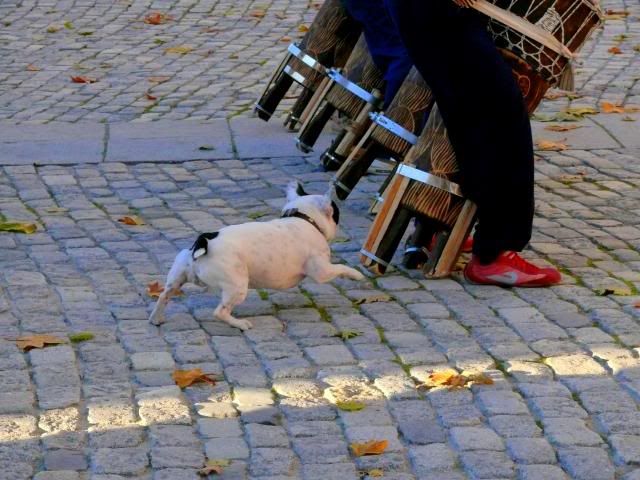 perro buldog francés persiguiendo pies, jugueteando