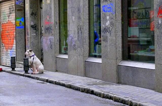 perro amarrado en la calle, esperando al dueño