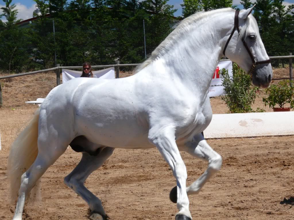 caballo de pura raza española