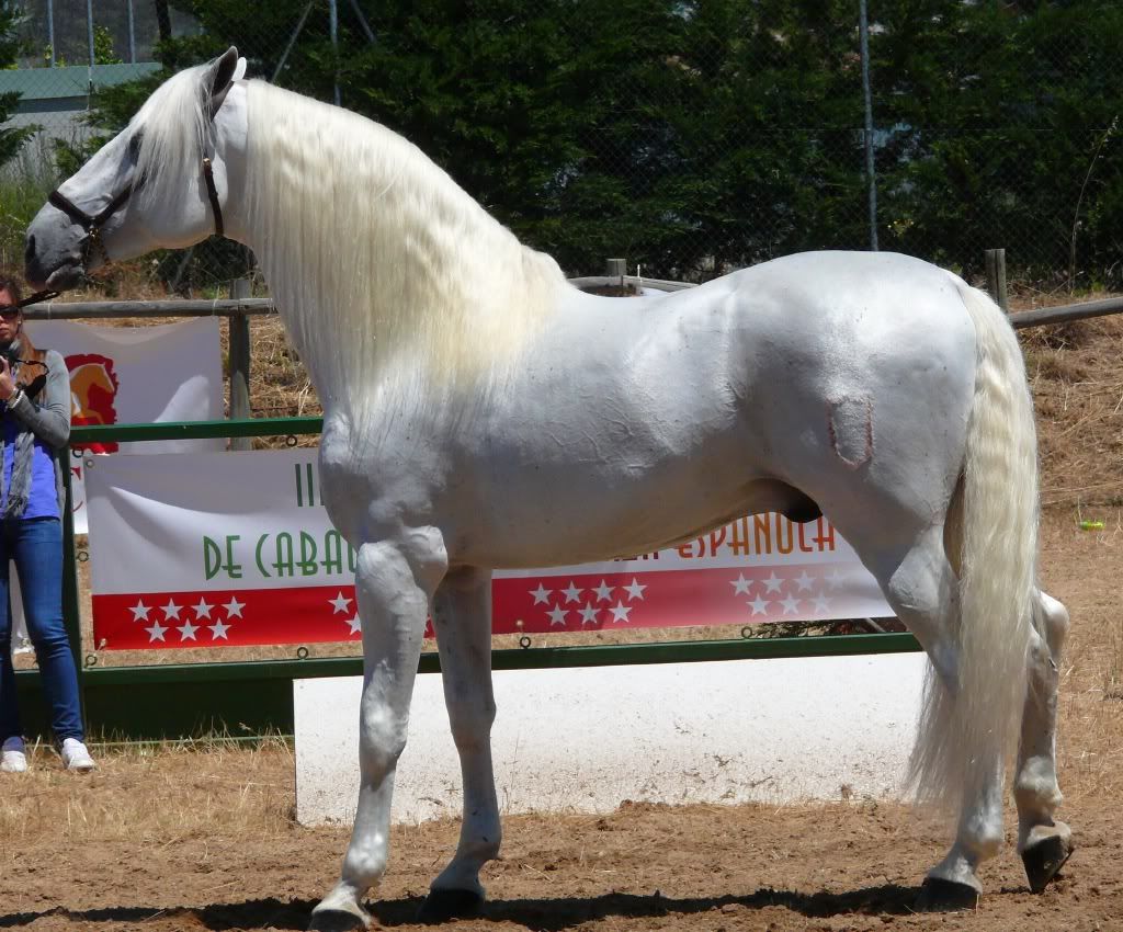 concurso caballos de pura raza española