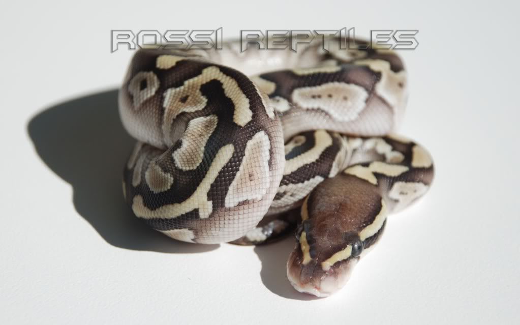 RossiReptiles.com