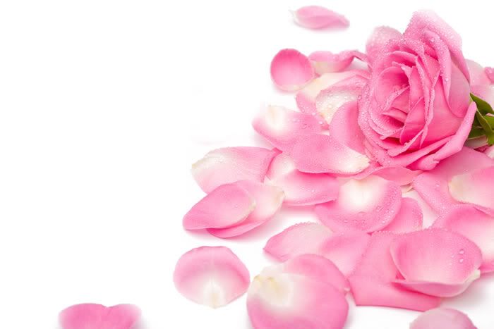 hot pink rose petals. hot pink rose