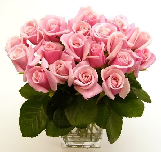 pink roses Pictures, Images and Photos