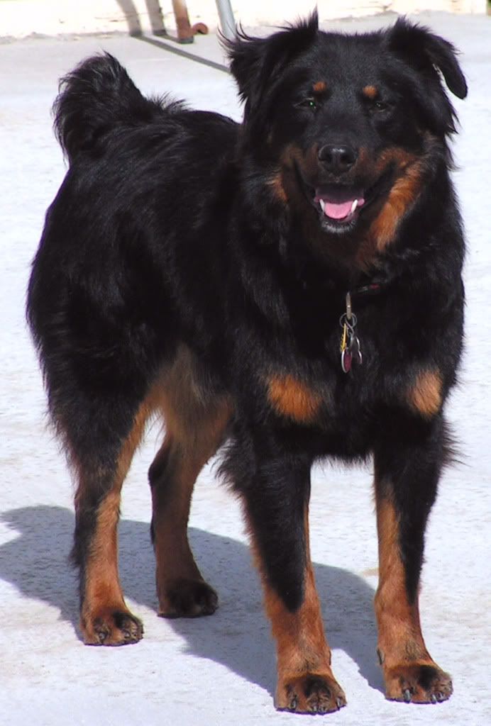 Aussie Rottweiler Mix