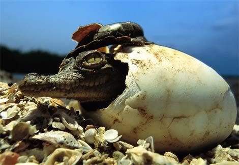 american-crocodile-baby.jpg