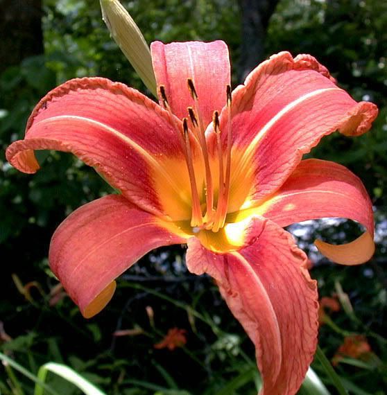 day lilly Pictures, Images and Photos