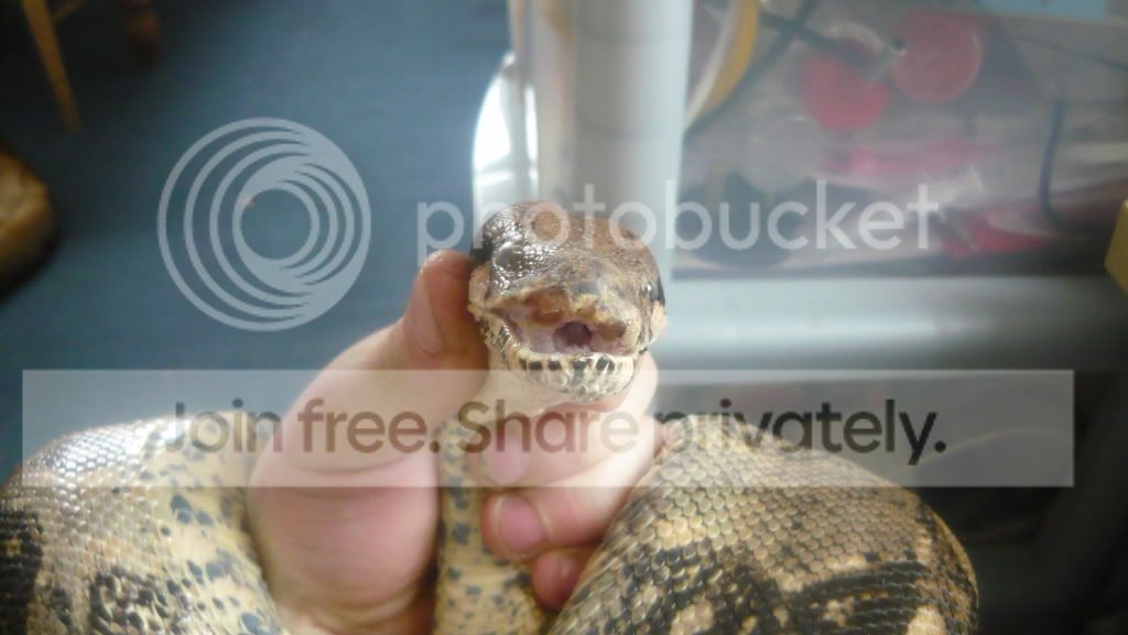 is this mouth rot | Reptile Forums