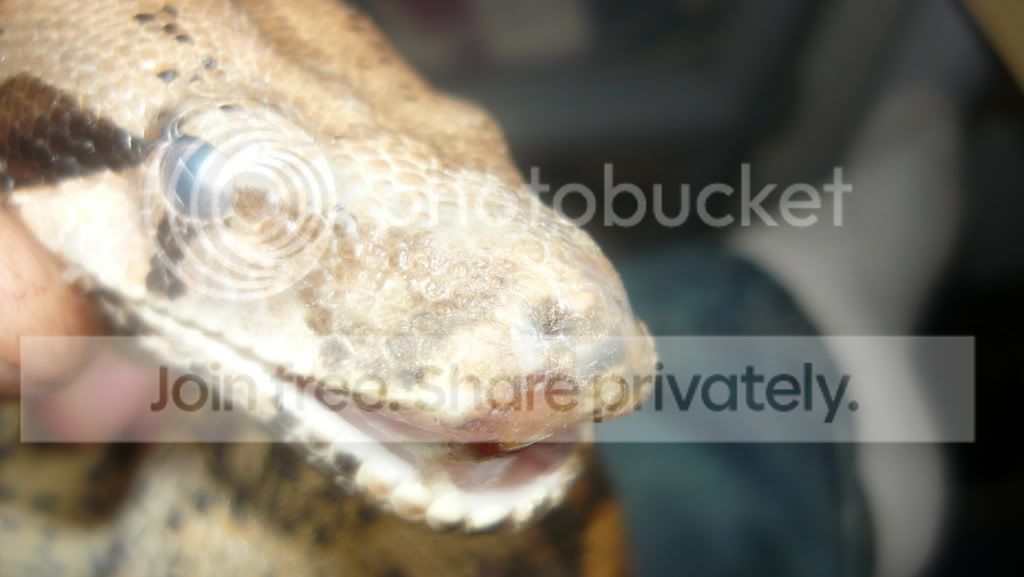 is this mouth rot | Reptile Forums