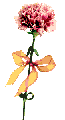 Carnation.gif
