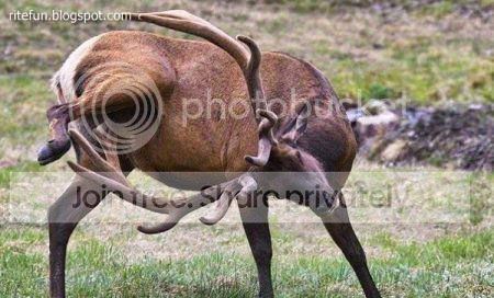 rite_fun001021.jpg
